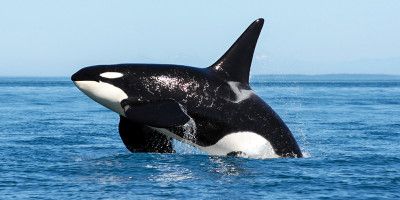 L'orca, la regina degli oceani1-800x400