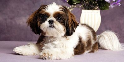 Shih Tzu1-800x400