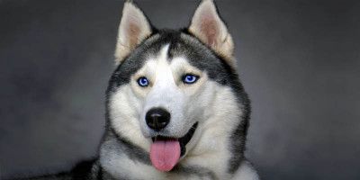 Siberian Husky6-800x400