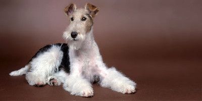 Il Fox-Terrier-800x400