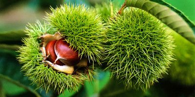 Le castagne1-800x400