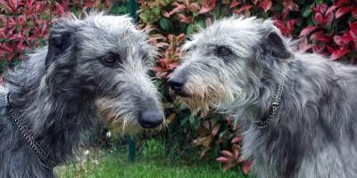 Deerhound2-800x400