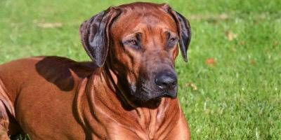 Rhodesian Ridgeback4-800x400