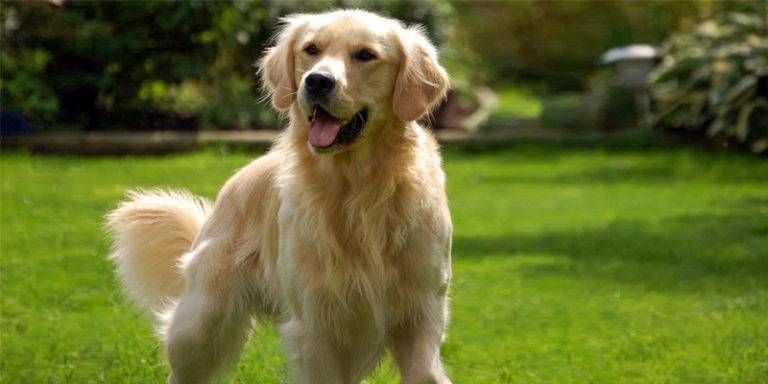 Golden Retriever1-800x400