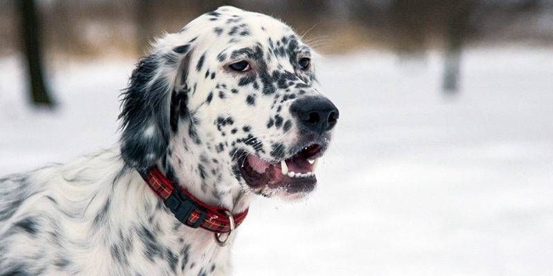 Setter Inglese English Setter Un Cane Elegante Sportivo E Un Po Felino Best5 It