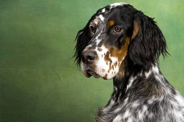 Setter inglese (English Setter): un cane elegante, sportivo e un po ...
