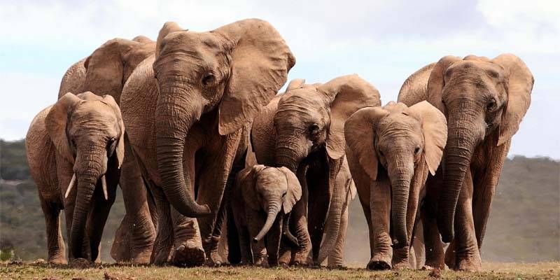 Il clan degli elefanti4-800x400