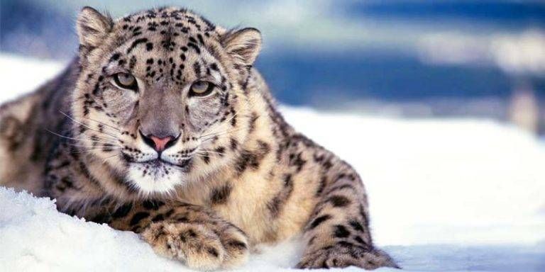 Leopardo delle nevi1-800x400