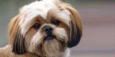 Lhasa Apso4-800x400