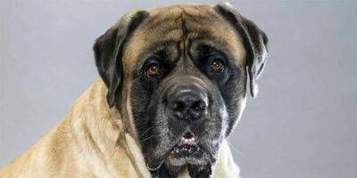 Mastiff1-800x400