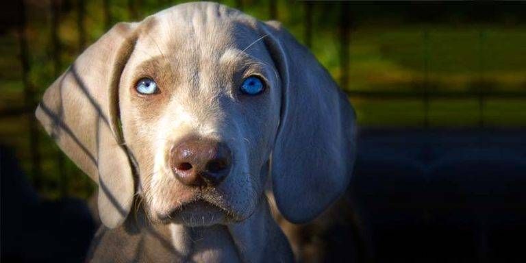 Weimaraner2-800x400