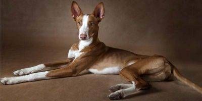 Podenco Ibicenco-800x400