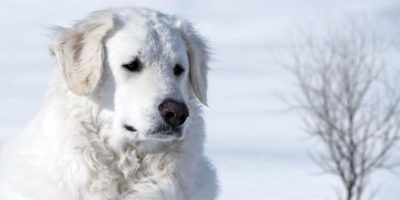 Kuvasz3-800x400