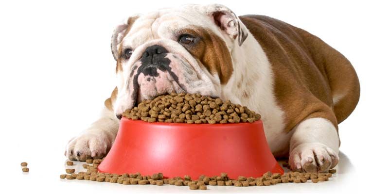 Come far mangiare correttamente il nostro cane1-800x400