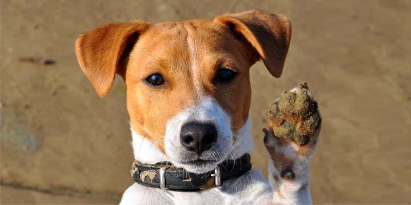 Jack Russell6-800x400