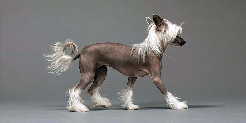 Chinese Crested Dog1-800x400