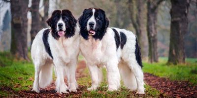 Landseer1-800x400