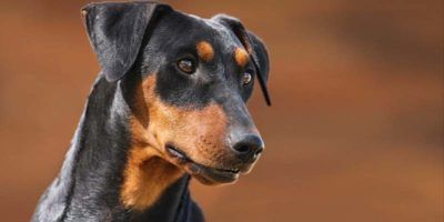 Zwergpinscher8-800x400