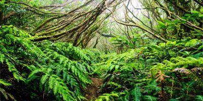 Tenerife1-800x400