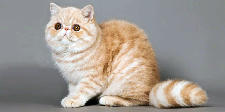 Exotic Shorthair1-800x400