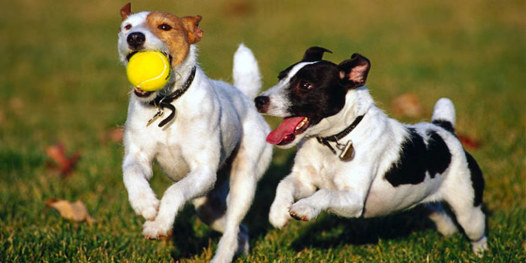 Il cane e il gioco3-800x400