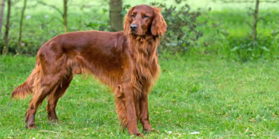 setter-irlandese-10-800x400