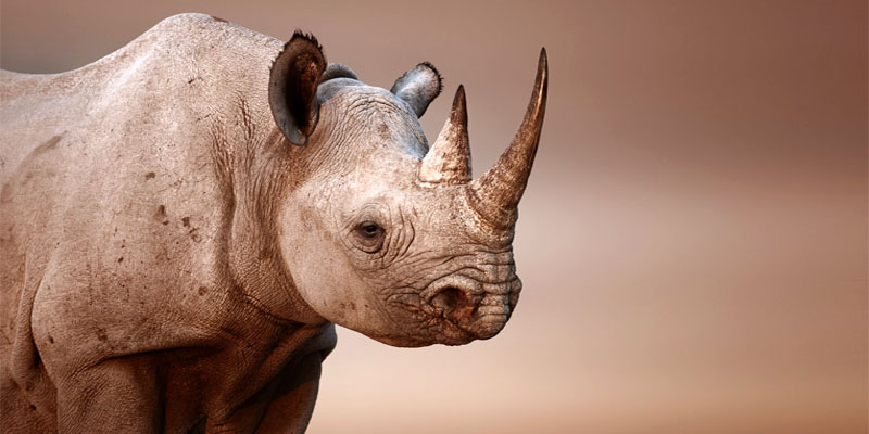 rinoceronte-3-800x400