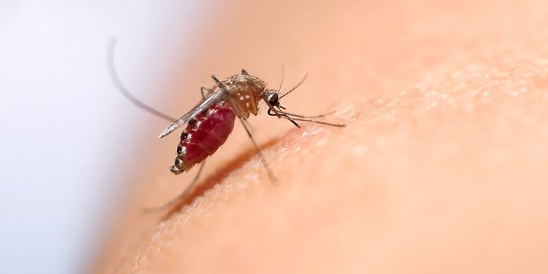 La zanzara, l'animale più pericoloso al mondo | best5.it