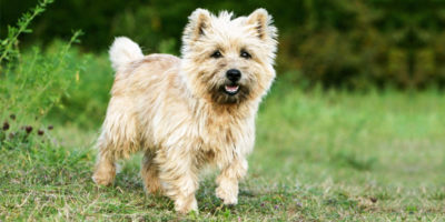 Cairn Terrier1-800x400