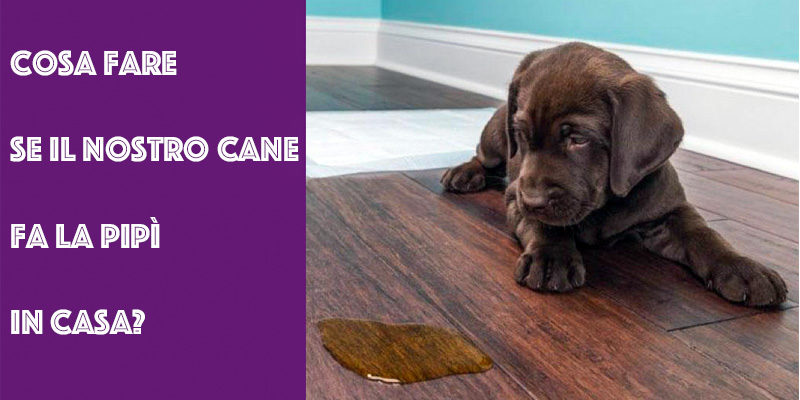 Cosa Fare Se Il Nostro Cane Fa La Pip In Casa Best5 it Cosa Fare Se Il Nostro Cane Fa La Pip In Casa Best5 it
