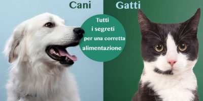 cani e gatti alimentazione-5-800x400