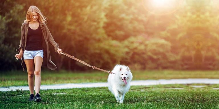 passeggiata-col-cane-4-800x400