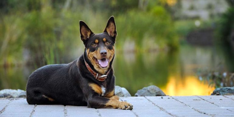 Australian Kelpie-1-800x400