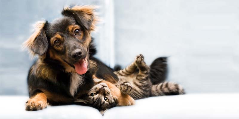 assicurazione cane gatto-2-800x400
