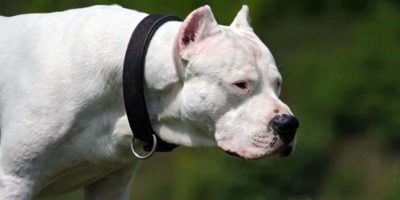 dogo argentino-12-800x400