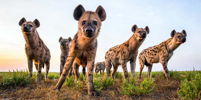 La iena: un animale utile, incredibilmente intelligente e abilissima