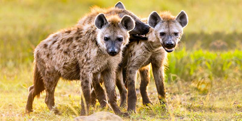 La iena: un animale utile, incredibilmente intelligente e abilissima nella  caccia | best5.it