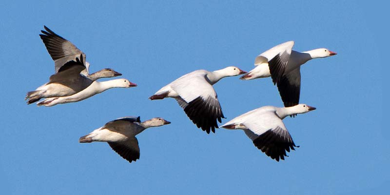 la bussola negli animali-1-800x400