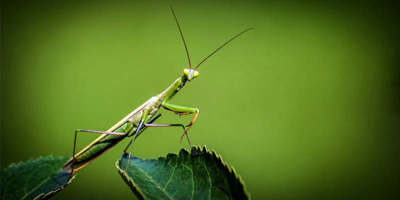 lato oscuro natura-1-800x400