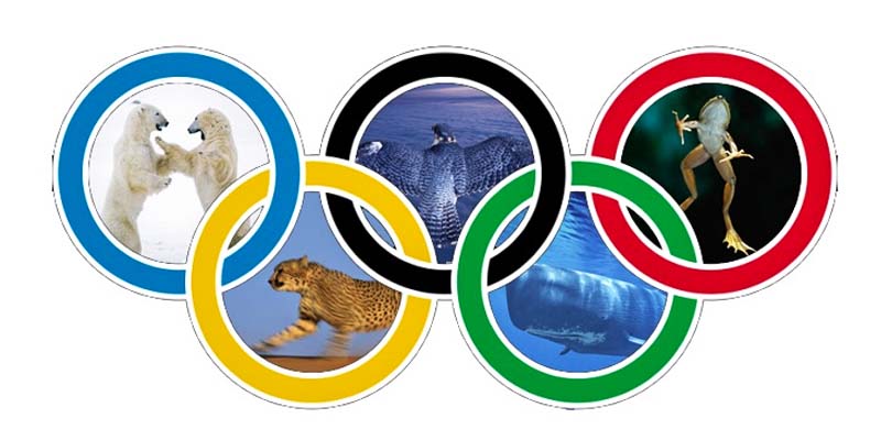 Le olimpiadi degli animali-2-800x400
