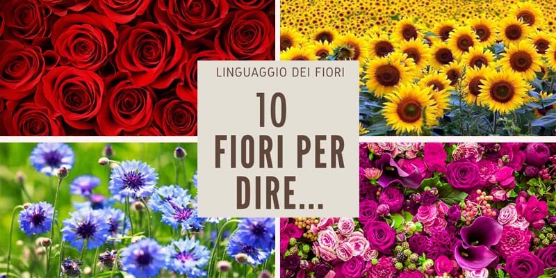 messaggi nascosti fiori4-800x400