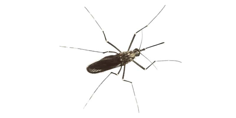 zanzara-15-800x400