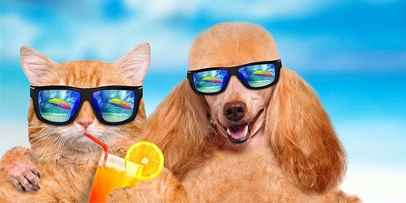 cani e gatti in vacanza-1-800x400