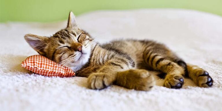 gatto che dorme-2-800x400