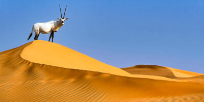 animali del deserto-1-800x400