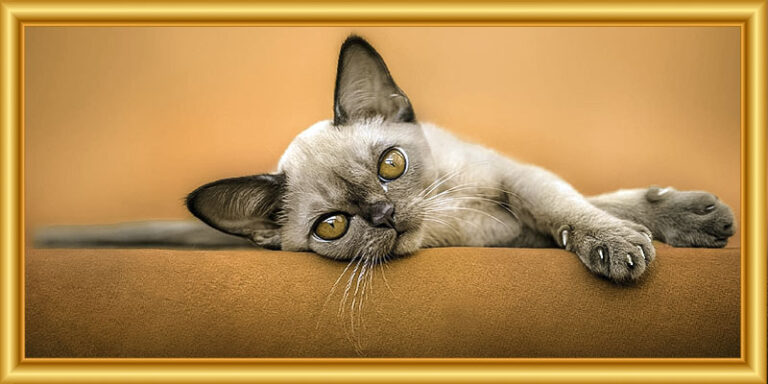 Devon rex-1-800x400