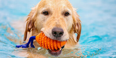 cane e sport acquatici-11-800x400