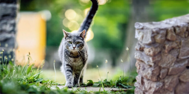 gatto a passeggio-1-800x400