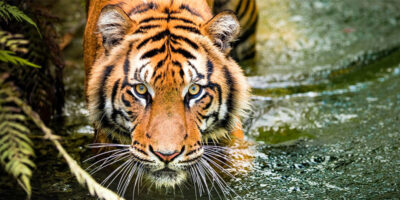 tigre-4-800x400