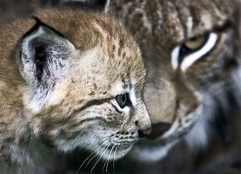 Рыба рысь. Усынови редкий вид WWF. Усыновление животных WWF Россия. Last Lynx.